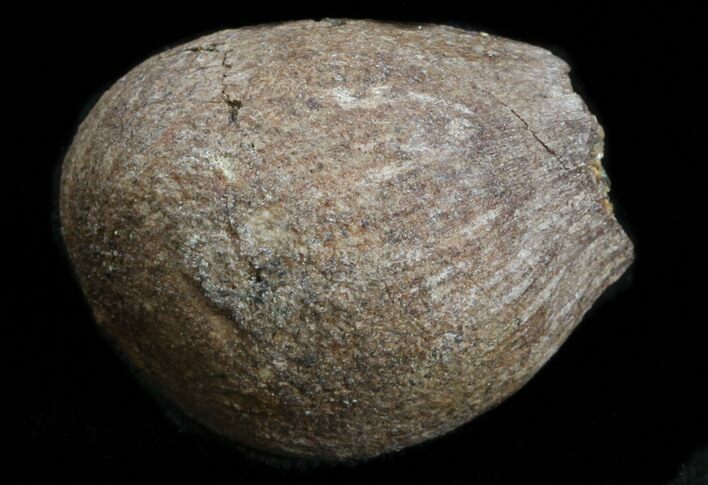 Cretaceous Palm Fruit Fossil - Hell Creek Formation #34521